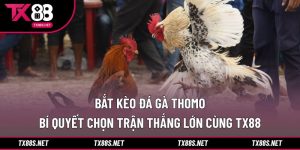 Bắt kèo đá gà Thomo