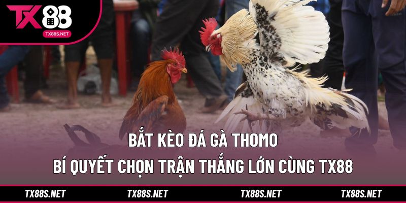Bắt kèo đá gà Thomo