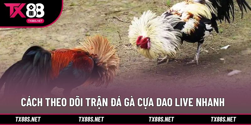 Cách truy cập nhanh để xem live đá gà cựa dao