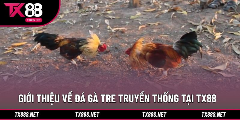 Khái quát giá trị văn hóa đá gà tre truyền thống