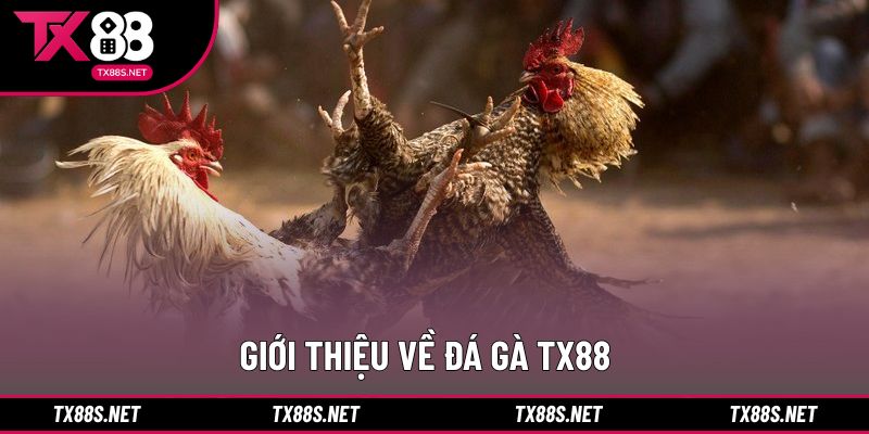 Khái quát hình thức thi đấu trực tuyến tại nền tảng