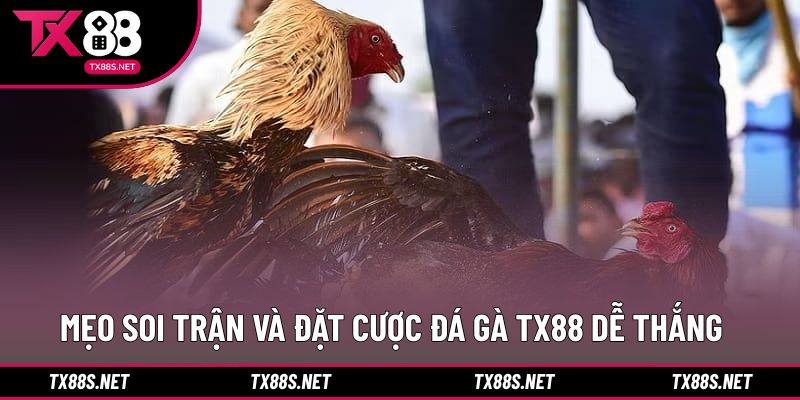 Kinh nghiệm quan sát và lựa chọn hợp lý khi tham gia